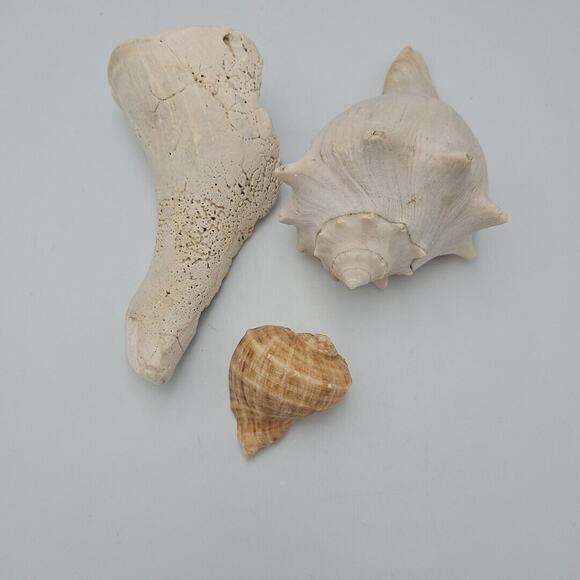 Lot Of Three Natural Sea Shells - Picture 5 of 8